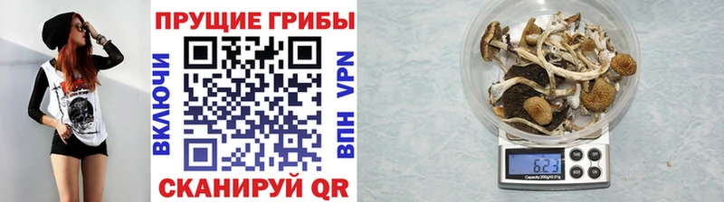 Галлюциногенные грибы Psilocybe  Купить  Сертолово 